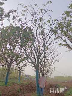 18公分朴树