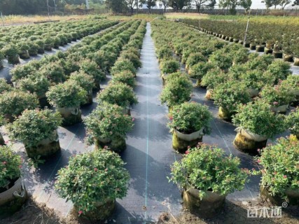 高度30厘米红花绣线菊