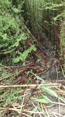 10公分墨西哥落羽杉