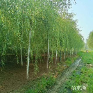 8公分红丝垂柳