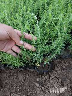 高度10厘米福禄考