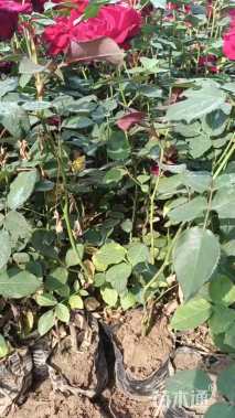 高度50厘米侧柏小苗