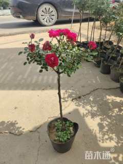 高度80厘米月季