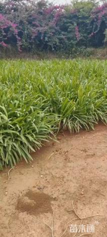 高度30厘米百子莲