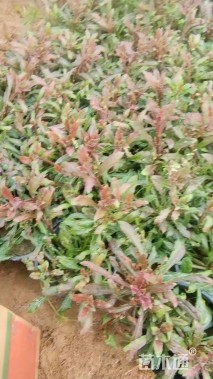 高度15厘米山桃草