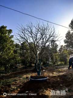 20公分丛生香橼