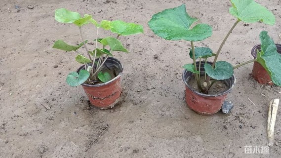 高度20厘米大吴风草