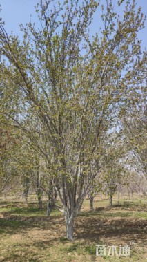 22公分西府海棠