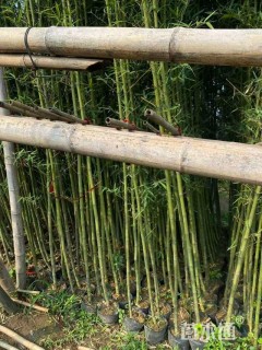 地栽苗青皮竹