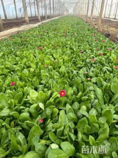 高度15厘米雏菊