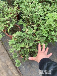 高度60厘米牡丹