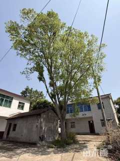 原生苗榆树