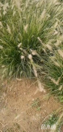 高度60厘米小兔子狼尾草