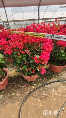 冠幅100厘米红花勒杜鹃球