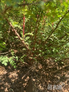 高度80厘米黄刺玫