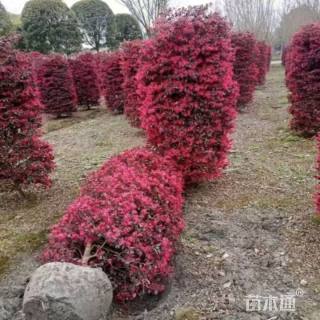 高度120厘米红花继木柱