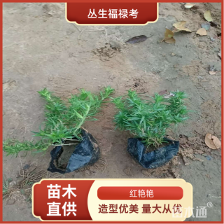 高度10厘米丛生福禄考