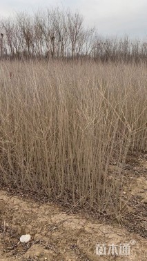 高度100厘米水蜡