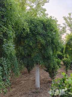 15公分龙爪槐
