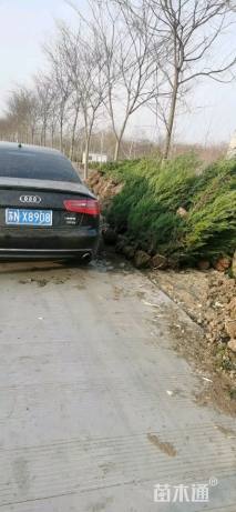 高度180厘米塔柏