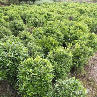 高度35厘米小丑火棘