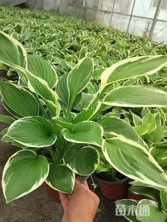 高度10厘米玉簪