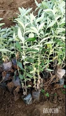 高度30厘米醉鱼草