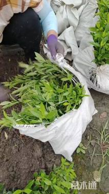 高度25厘米小叶栀子