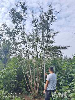 高度500厘米丛生紫薇
