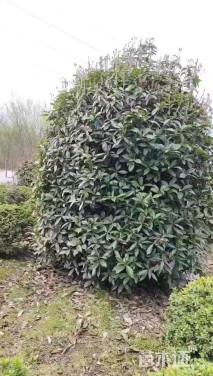 18公分桂花