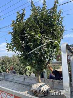 高度250厘米木绣球