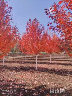 6公分美国红枫-红冠