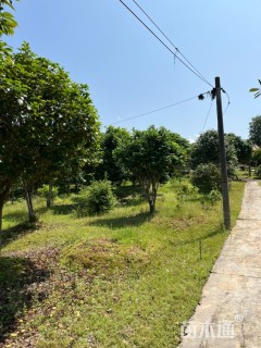 高度150厘米茶花