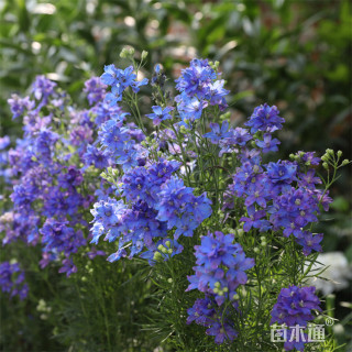 高度40厘米飞燕草