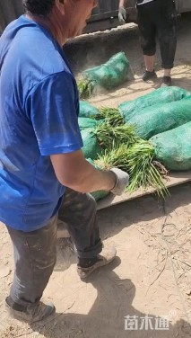 高度20厘米麦冬