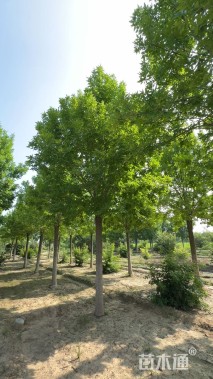 18公分金叶白蜡