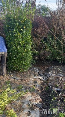 高度180厘米大叶黄杨柱