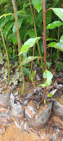 高度20厘米香樟小苗