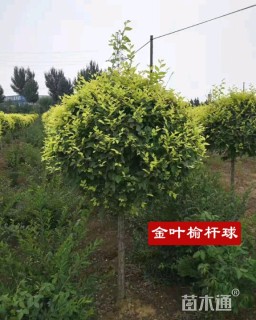 金叶榆