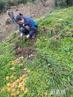 高度20厘米菖蒲