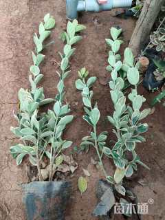 高度40厘米金边黄杨