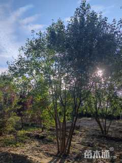 高度700厘米丛生元宝枫