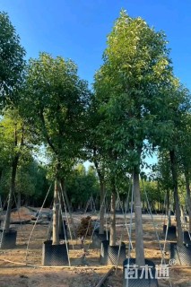 18公分香樟