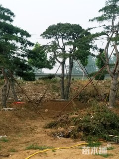 30公分造型松