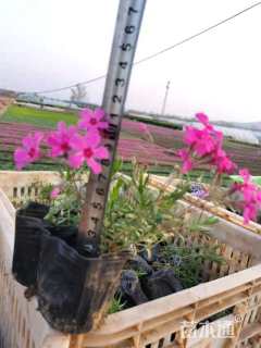 高度11厘米福禄考