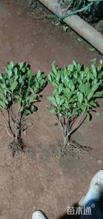 高度40厘米海桐