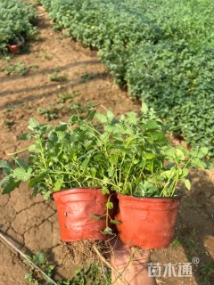 高度15厘米荆芥