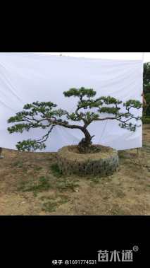 18公分赤松