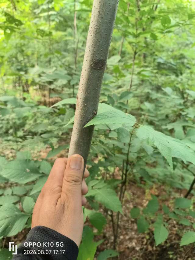3公分复羽叶栾树