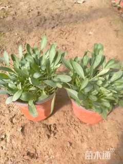 高度20厘米大花金鸡菊